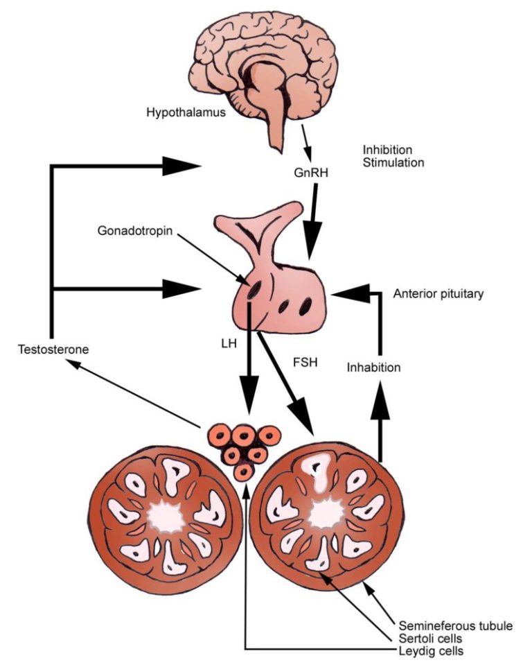 Hypothalamus Chart Treating Low T Erectile Dysfunction And Peyronies Sexual Health Experts 